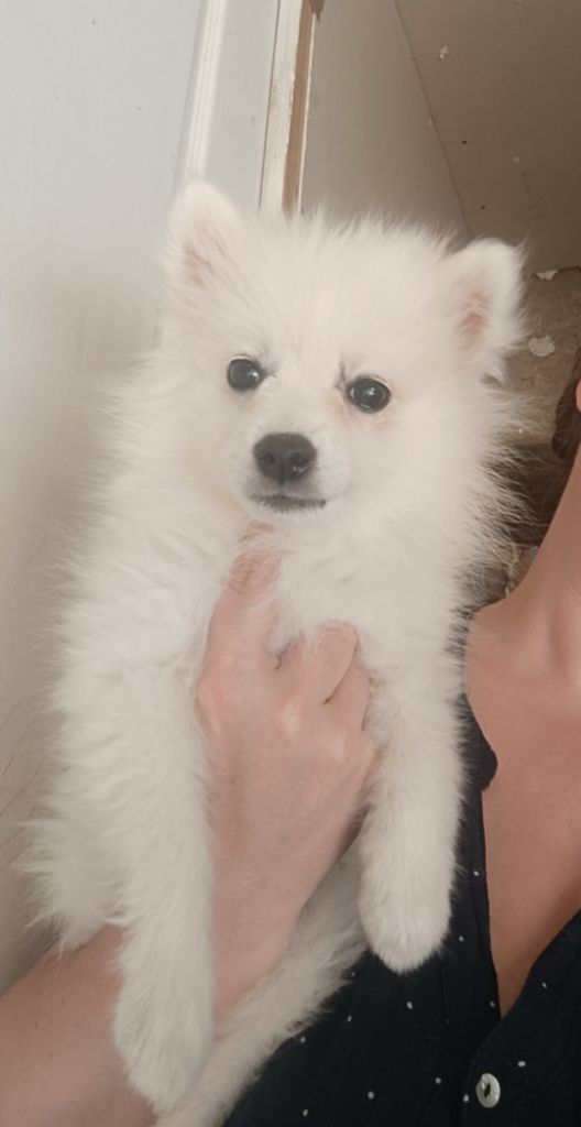 Les Sacrespicoon - Chiots disponibles - Spitz japonais