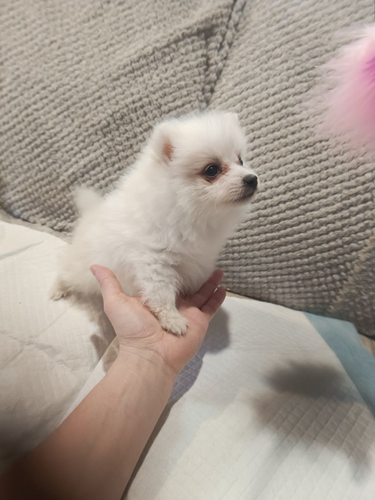 Les Sacrespicoon - Chiots disponibles - Spitz japonais