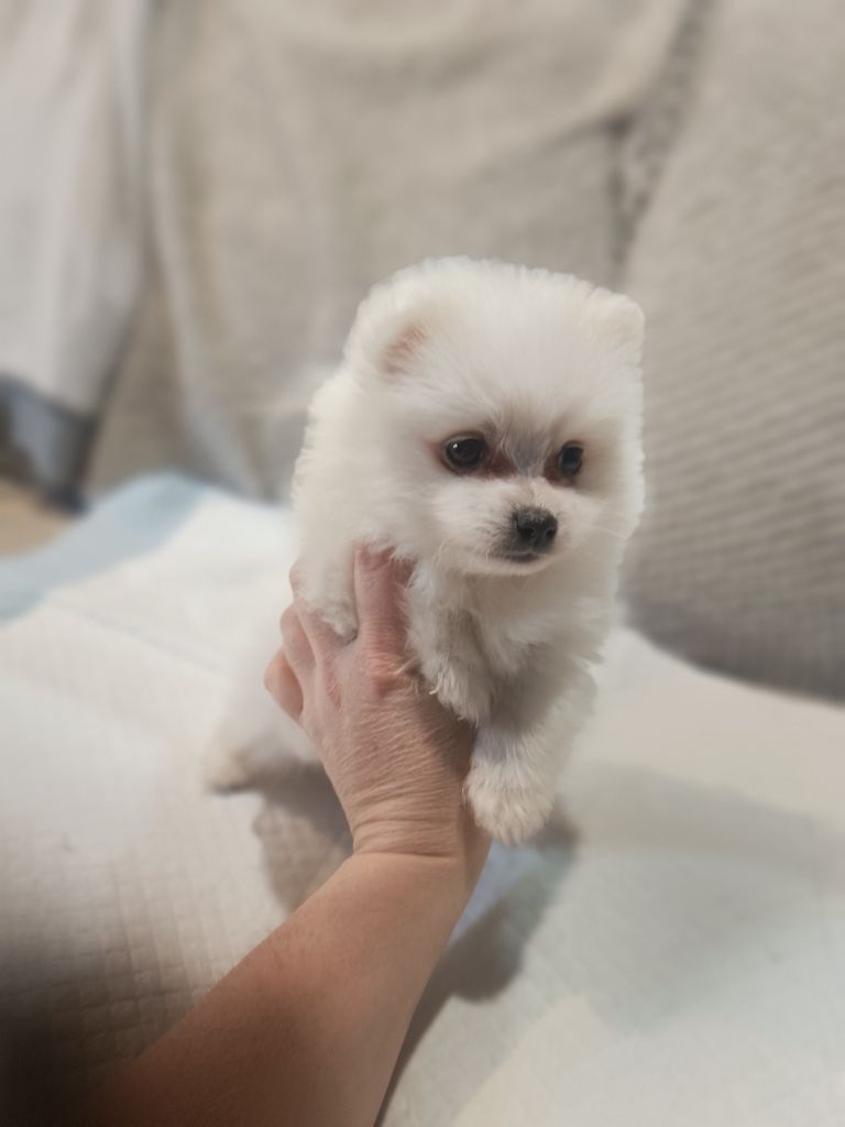 Les Sacrespicoon - Chiots disponibles - Spitz japonais