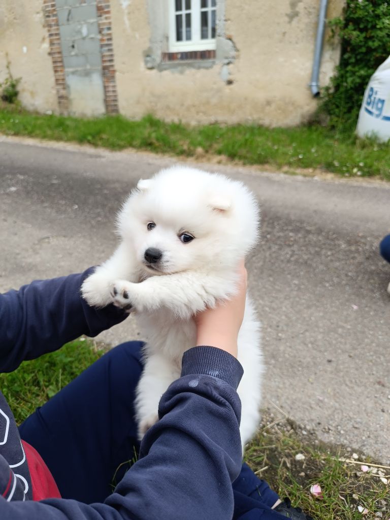 Les Sacrespicoon - Spitz japonais - Portée née le 06/05/2024
