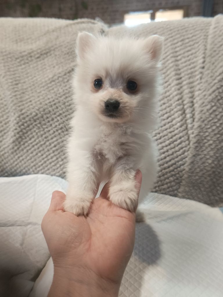 Les Sacrespicoon - Chiots disponibles - Spitz japonais